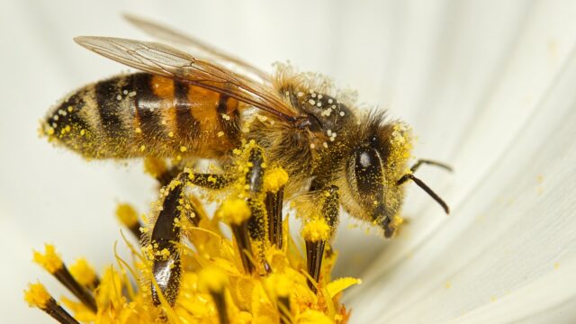 pollen-allergia_pic2